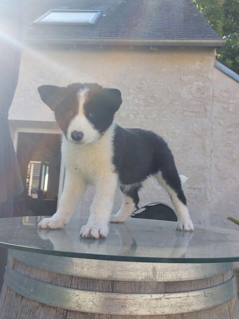 de petit chiot 400 41500 Sris