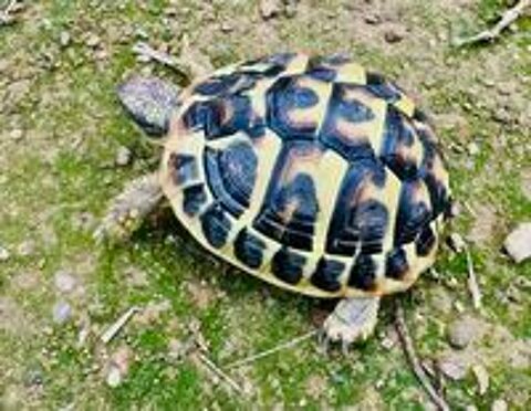   Tortue de 4 ans  