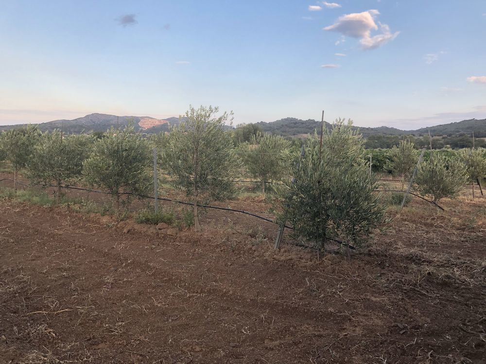 Vente Terrain propriété agricole oliveraie Estagel