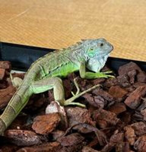   IGUANE 