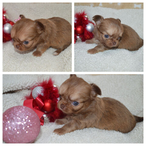 3 femelles chihuahua &agrave; r&eacute;server 1200 85250 Saint-andr�-goule-d'oie