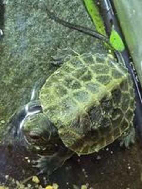   Mauremys japonica  