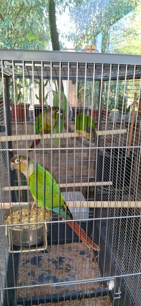 Couple conure molinea 150 85360 La tranche-sur-mer