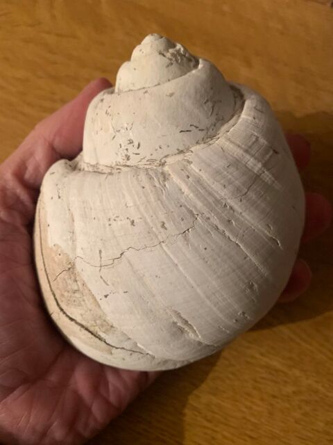 RECHERCHE FOSSILES DE GAAS (Landes) 1 Paris 3 (75)