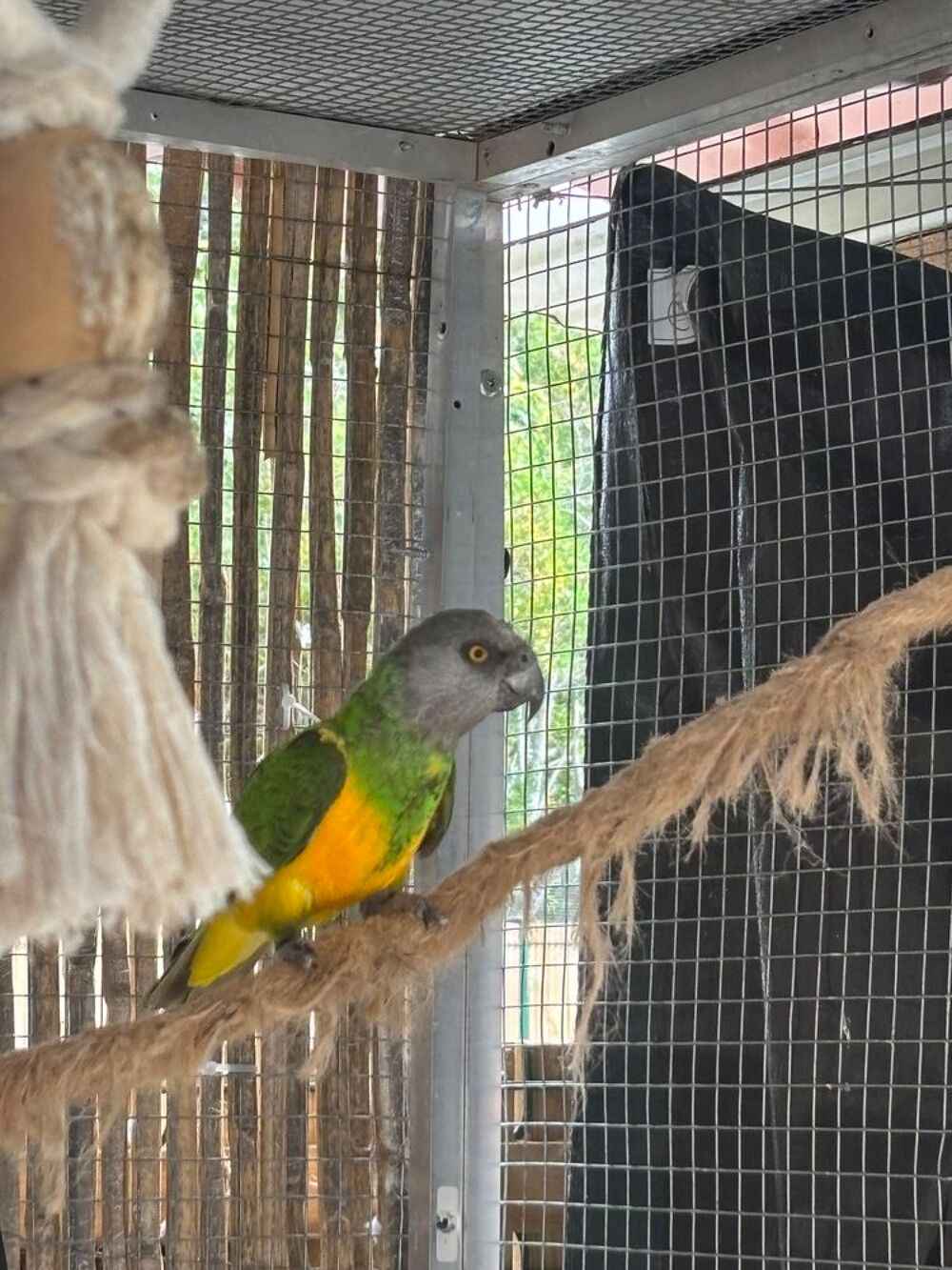   Youyou du Sénégal  