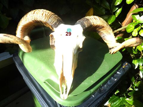 T�TES ANIMAL NATURELLES 50 Saint-M�dard-en-Jalles (33)