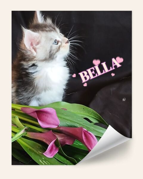 CHATONS MAINES COONS DISPONIBLES A LA RESERVATION 1200 38510 Brangues