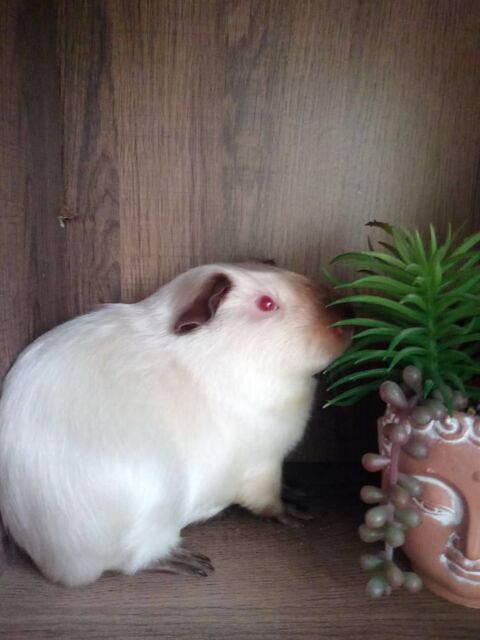 Cochon d'inde Saisissez le titre de votre annonce 15 31100 Toulouse