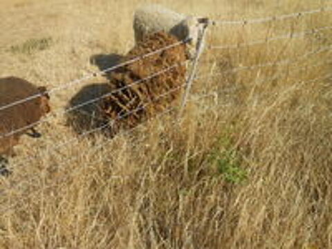   mouton ouessant 