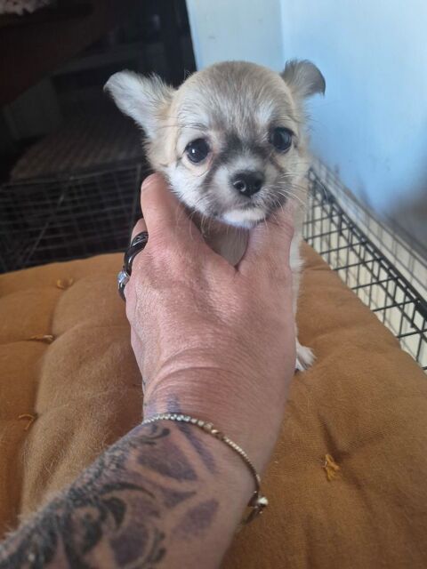 b&eacute;b&eacute; chihuahua  830 33220 Sainte-foy-la-grande