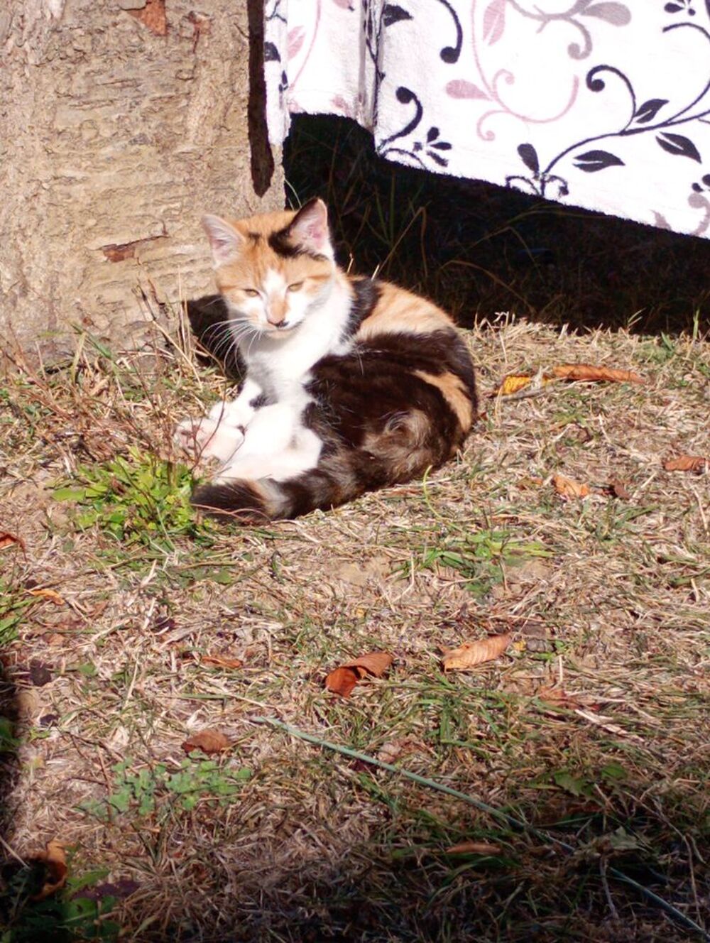   Donne 3 chatons tricolore male /femelle sevré  