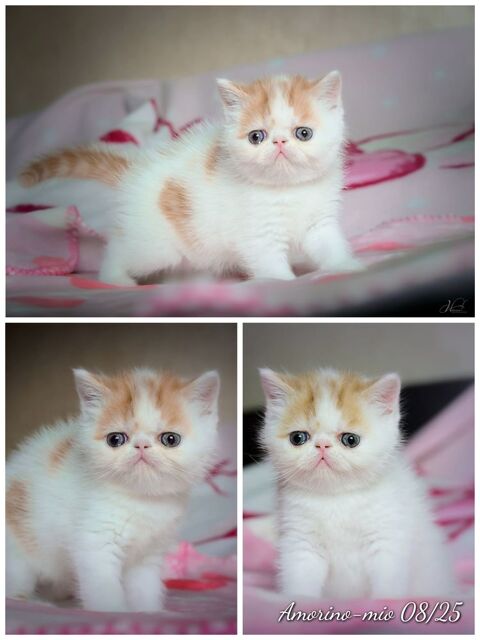 Chatons exotic shortair &agrave; r&eacute;server 1100 67330 Bouxwiller