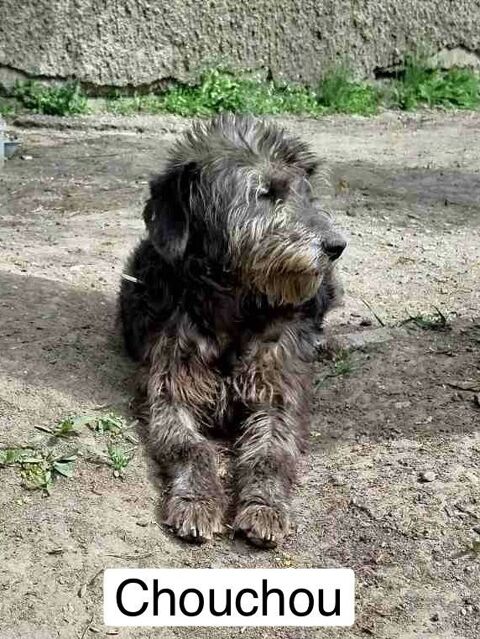 CHOUCHOU SE TROUVE DANS UN REFUGE EN UKRAINE 0 75018 Paris