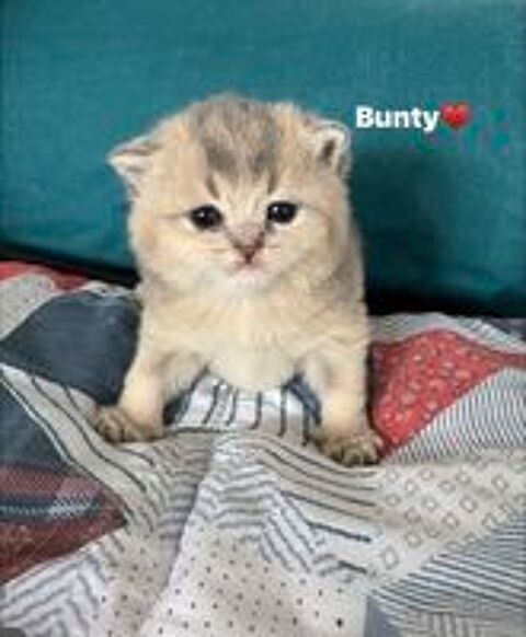   Chatons British Shorthair  