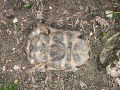   tortue de 18 ans 