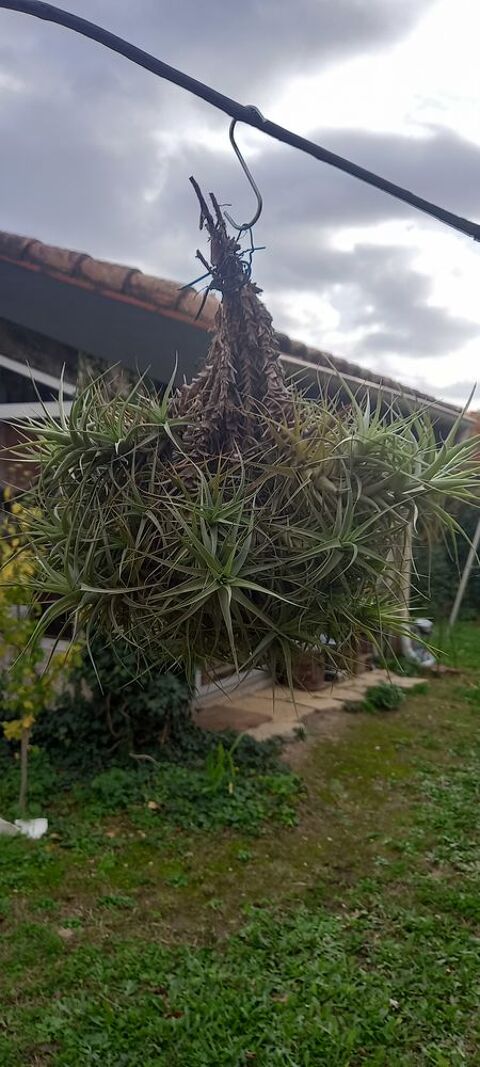 TILANDSIA ou fille de l'air 45 Saint-Georges-d'Orques (34)