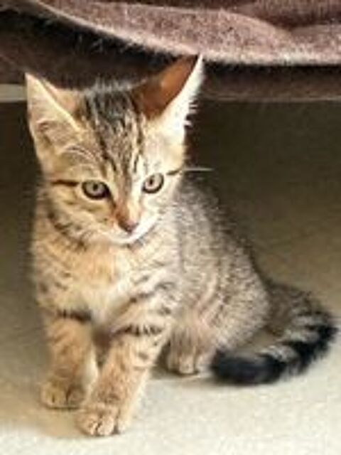   Adoption BELLE 