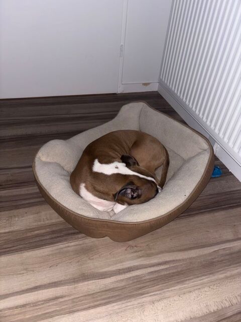 Am&eacute;ricain staff &agrave;   vendre 8mois 0 93000 Bobigny