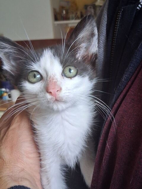 Le chaton cherche  sa  famille 0 01300 Belley