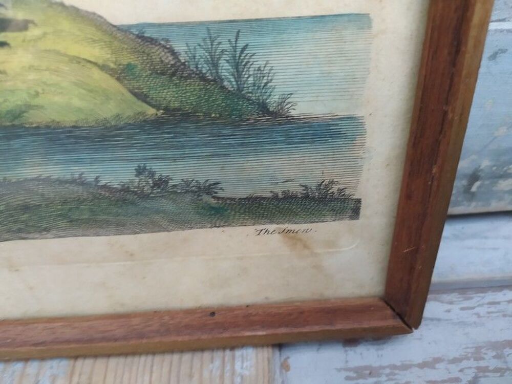 Tableau Gravure Ornithologie Albellus Eleazar Albin XVIIIe 