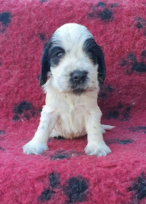 Chiots Cockers Anglais LOF &agrave; R&eacute;server 1400 39570 Revigny