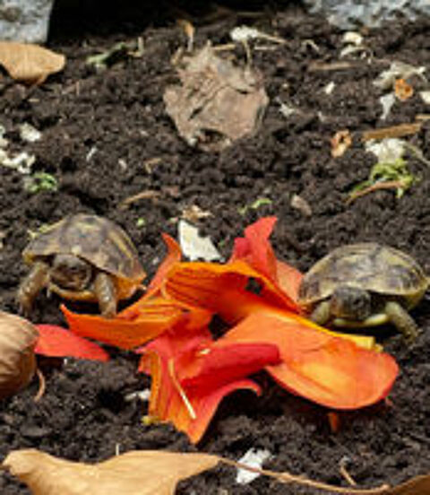   bébés tortues 