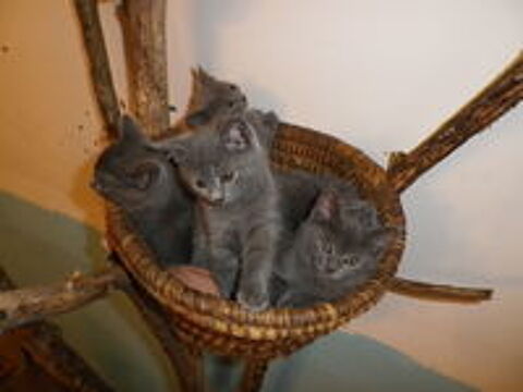   boubou chartreux de 5 mois 