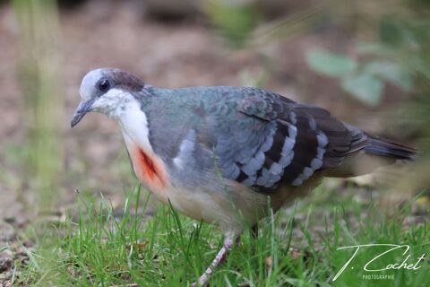 Colombe poignarder 130 31220 Le plan