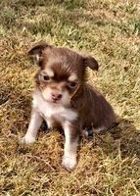   Chiots chihuahuas 