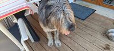   donne chien race drahthaar 3 ans 