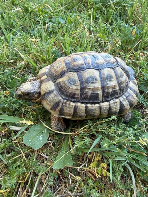 Tortue M&acirc;le  3 ans 1/2 100 13300 Salon-de-provence