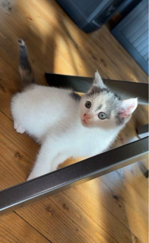 Chatons 0 93200 Saint-denis