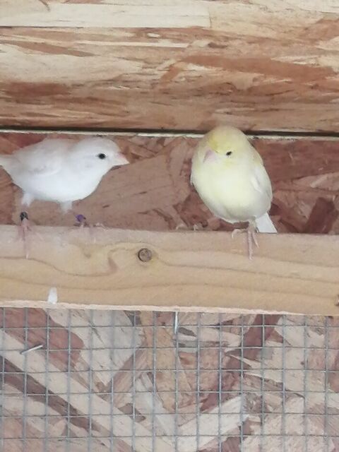 canaris 25 67770 Sessenheim