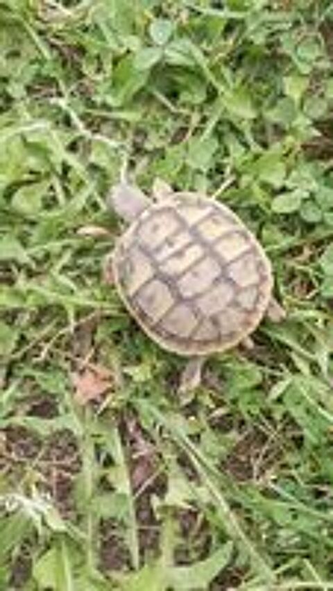   tortue  