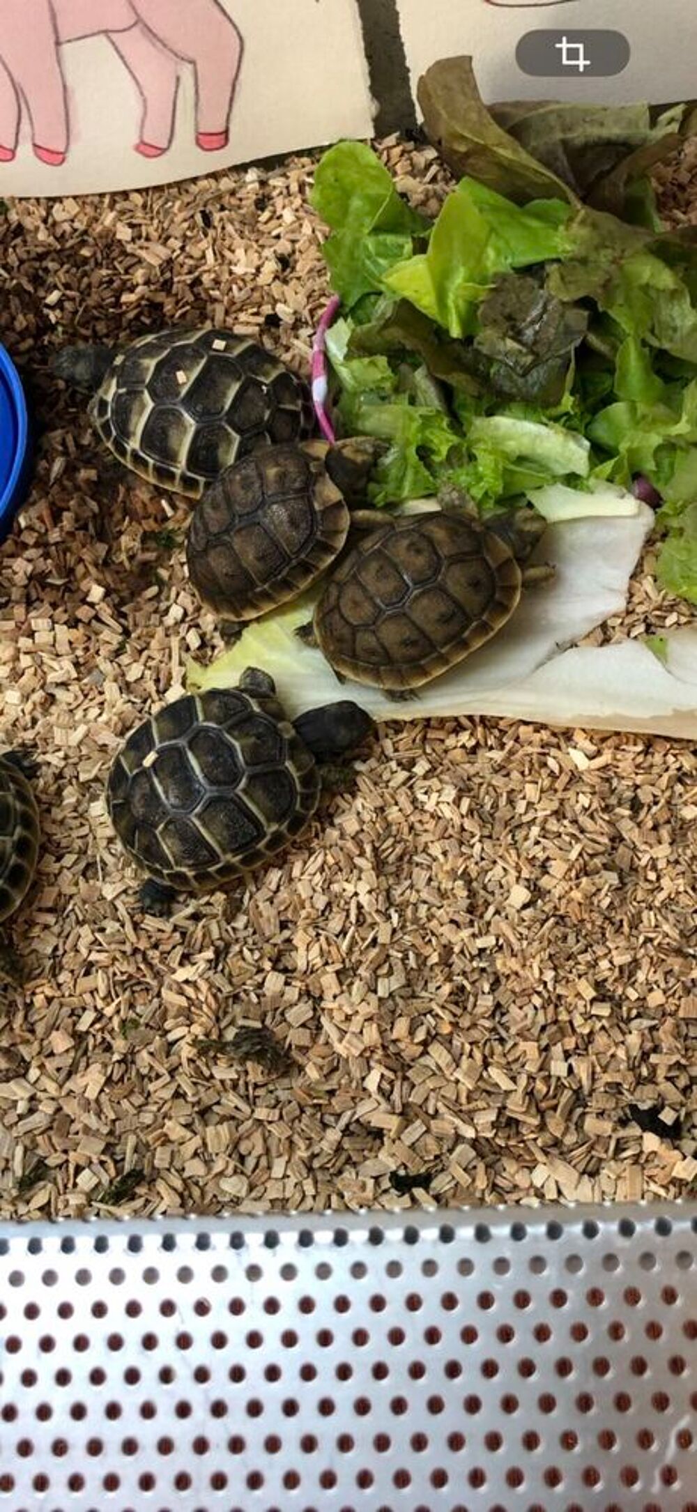 BB tortues n&eacute;es dans mon jardin Jardin