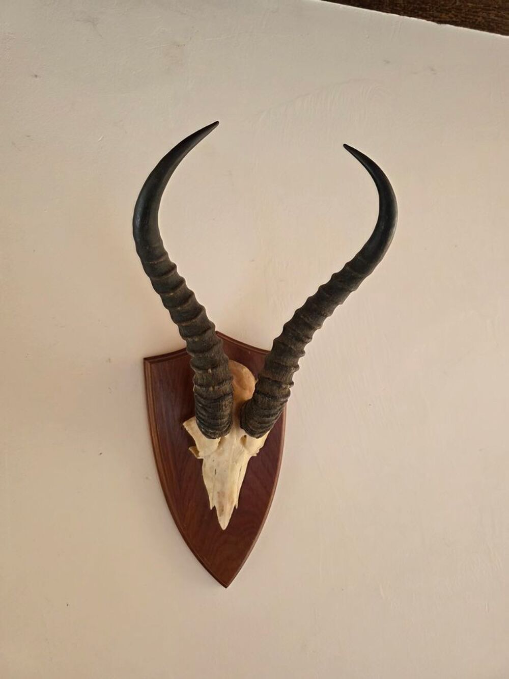 Cr&acirc;nes Ovin et d'antilope Springbock Décoration