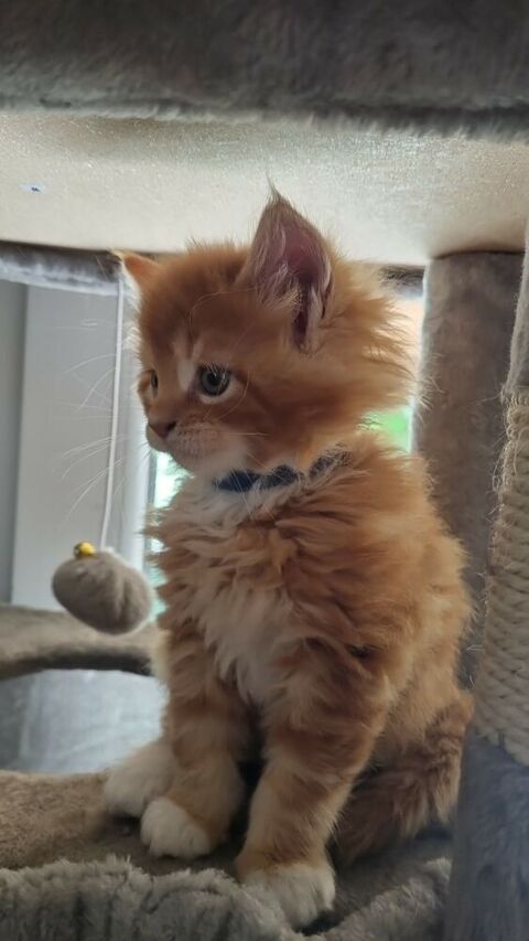 Magnifiques chatons Main coon 390 76170 Lillebonne