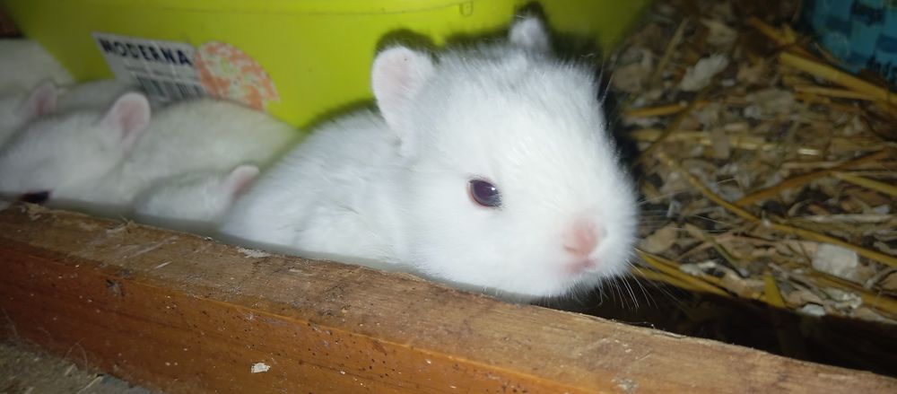   Lapins nains blancs yeux bleus  