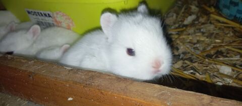 Lapins nains blancs yeux bleus 35 59310 Beuvry-la-forêt