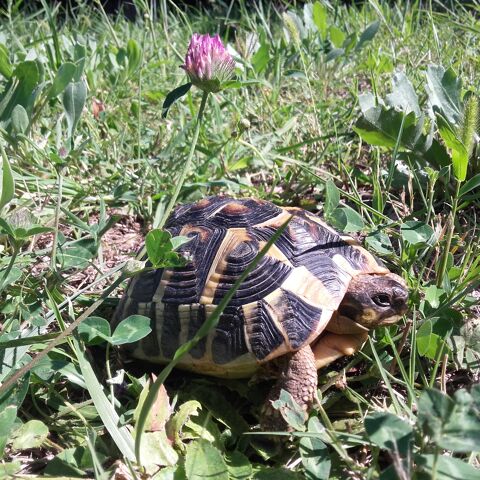 Tortues d'Hermann 60 30510 Gnrac