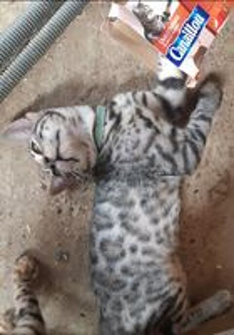   Trop craquant le petit Bengal Loof 