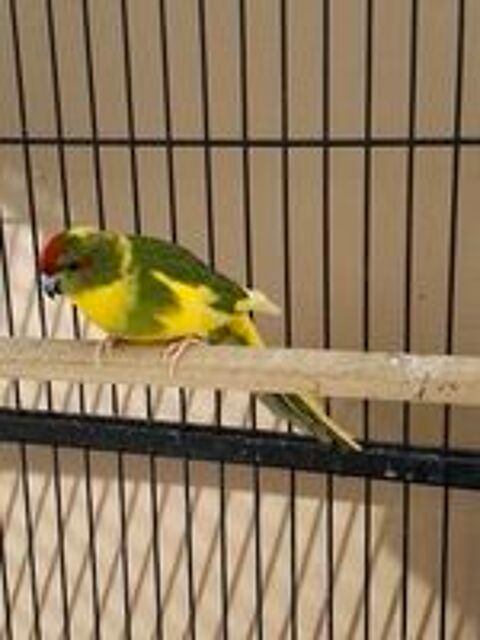   Kakariki  