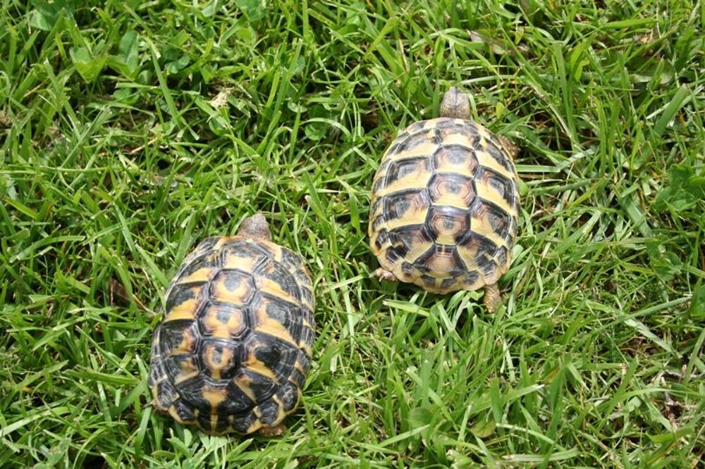   tortues juvéniles 