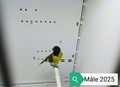 Tarin Magellan classique 130 60240 Chaumont-en-vexin