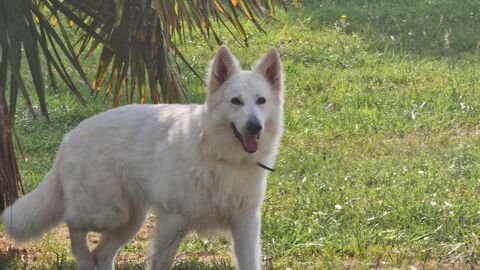 Super  berger blanc suisse. 37120 Luz