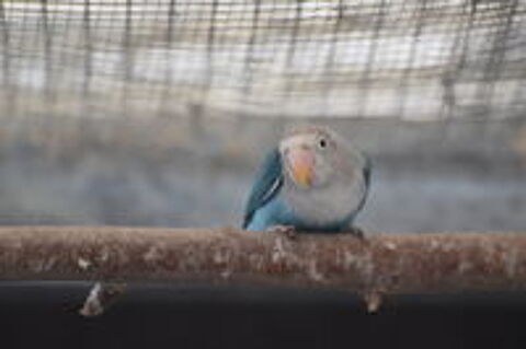   Inséparable Fisher Opaline 