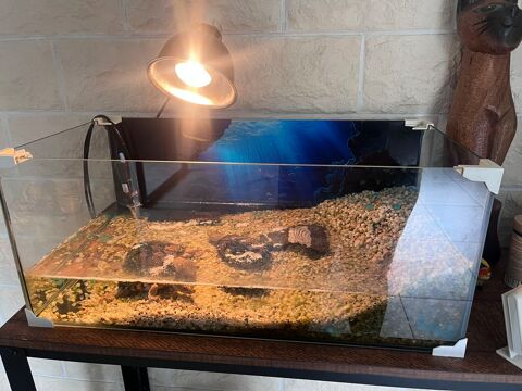  2 tortues Sternotherus carinatus 200 49280 Saint-l�ger-sous-cholet