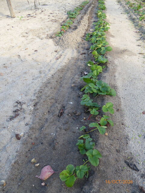 Plants de fraisiers remontants   Charlotte  0.8 Selles-sur-Cher (41)