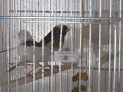   canari timbrado 