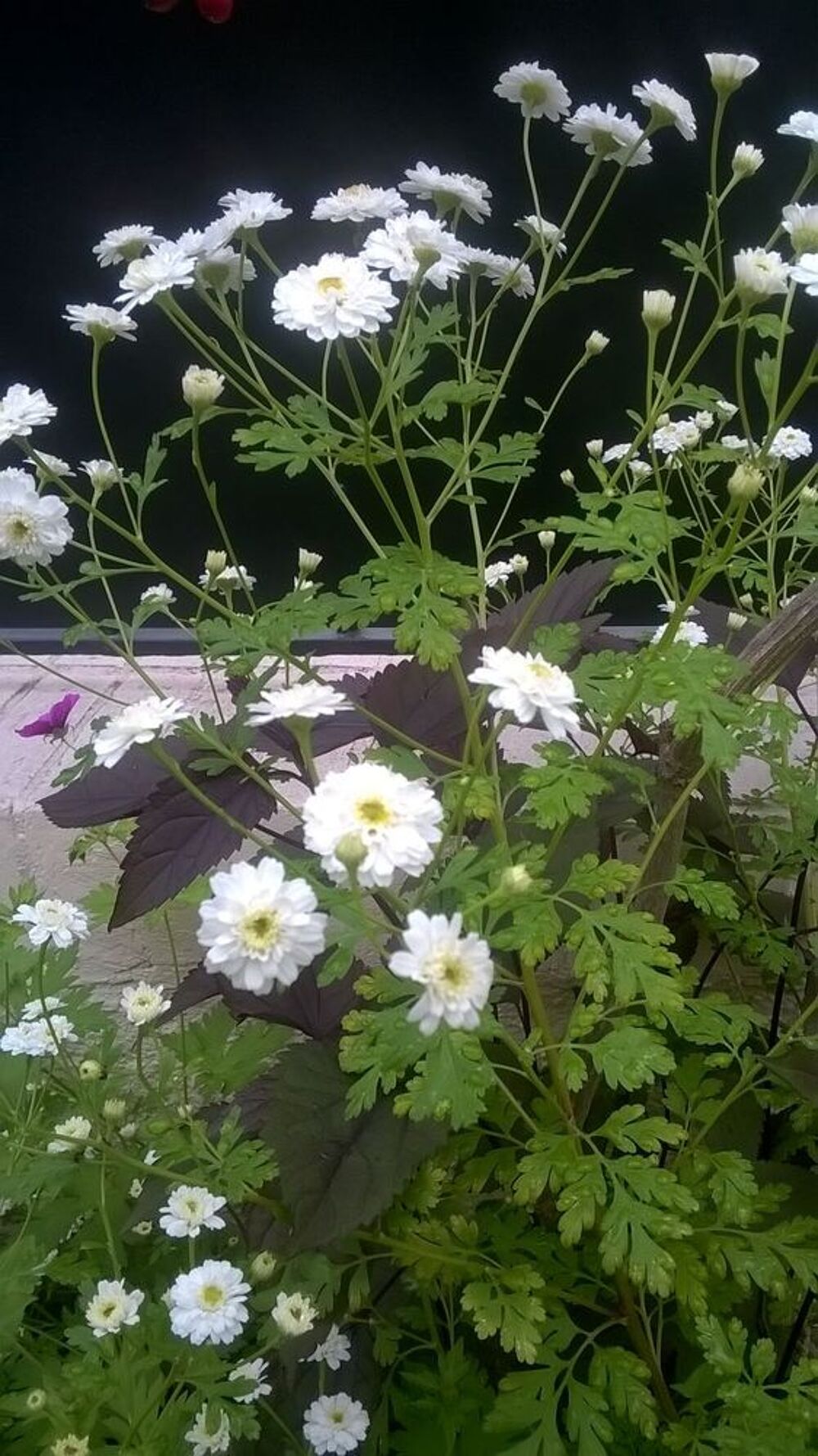 Tanacetum 'Flore Pleno' graines Jardin